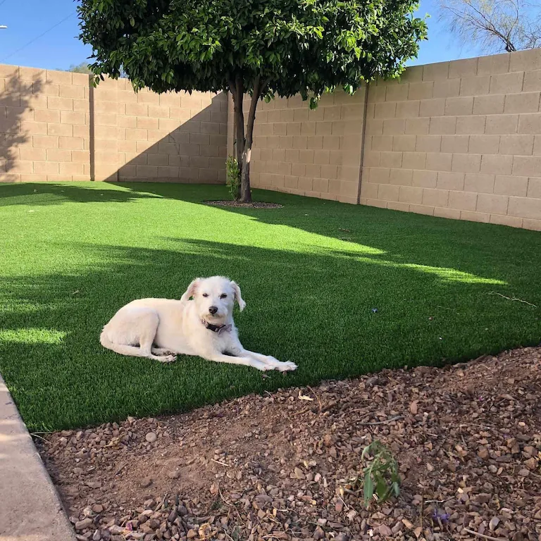 Pet Turf pet turf